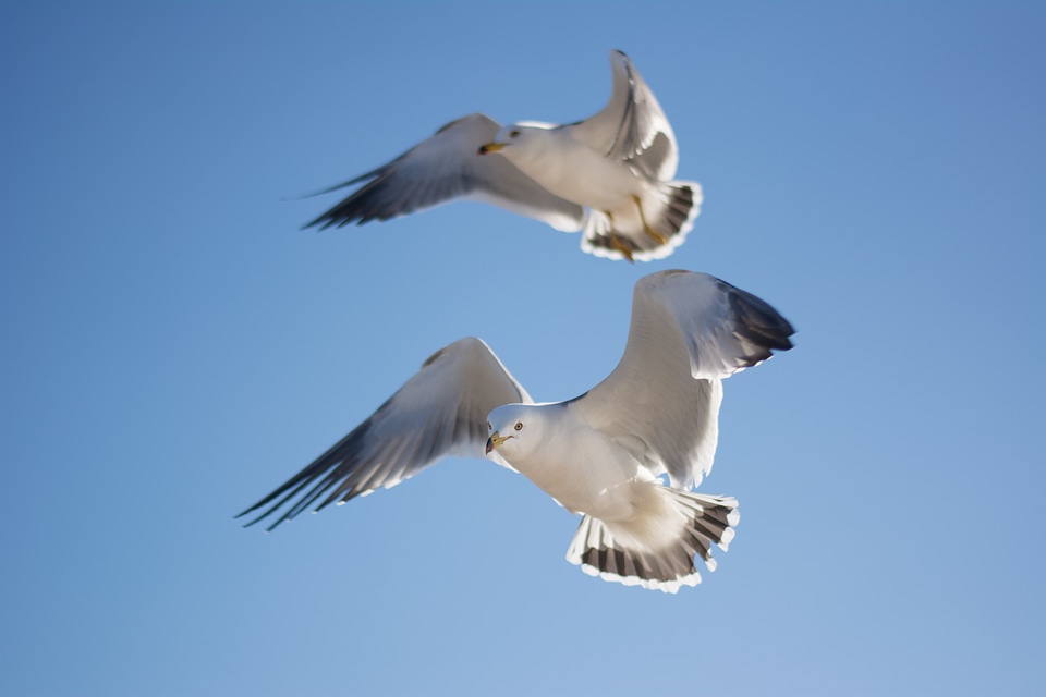 Bird sky animal