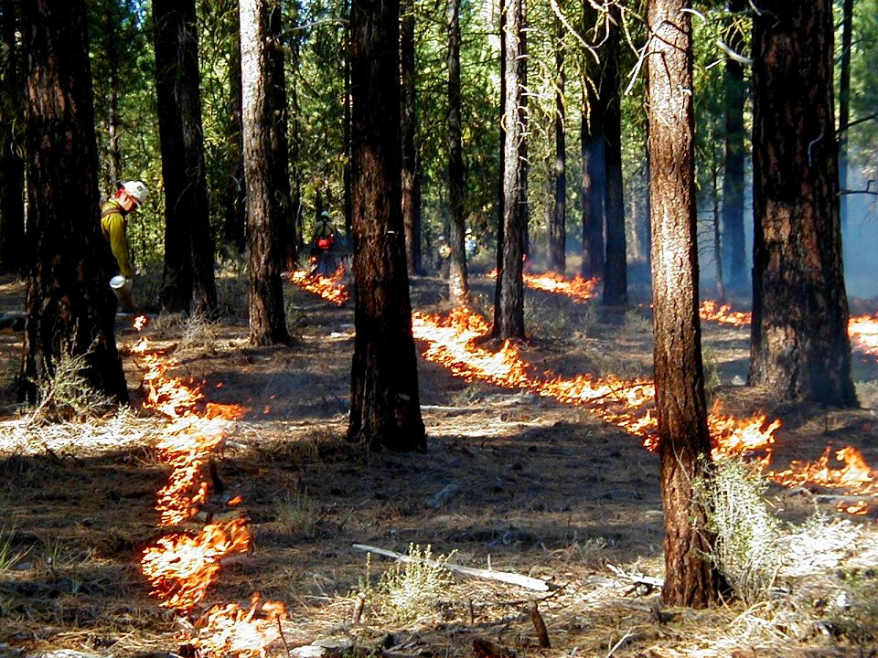 Greater La Pine Basin Cohesive Strategy Project photo