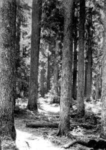 Mt. Hood NF - Hemlock at Lost Lake, OR photo