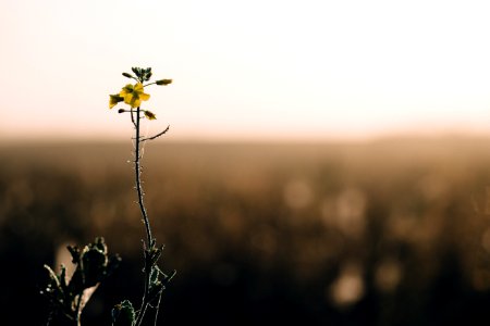 Dew on a meadow flower photo