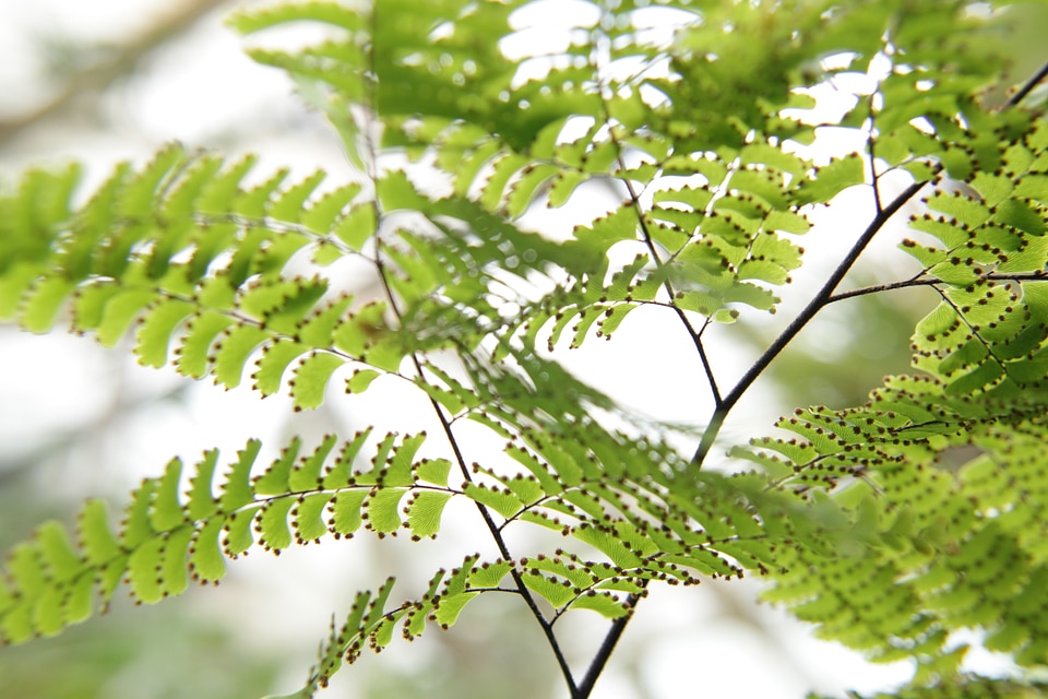 Green plant macro