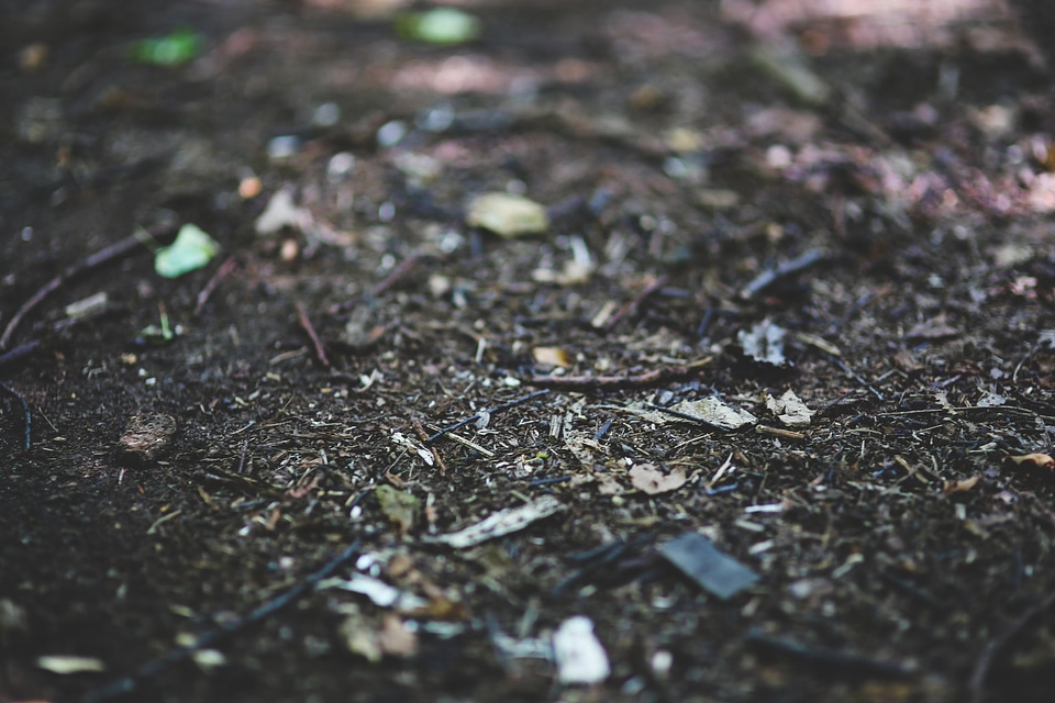Litter woods nature