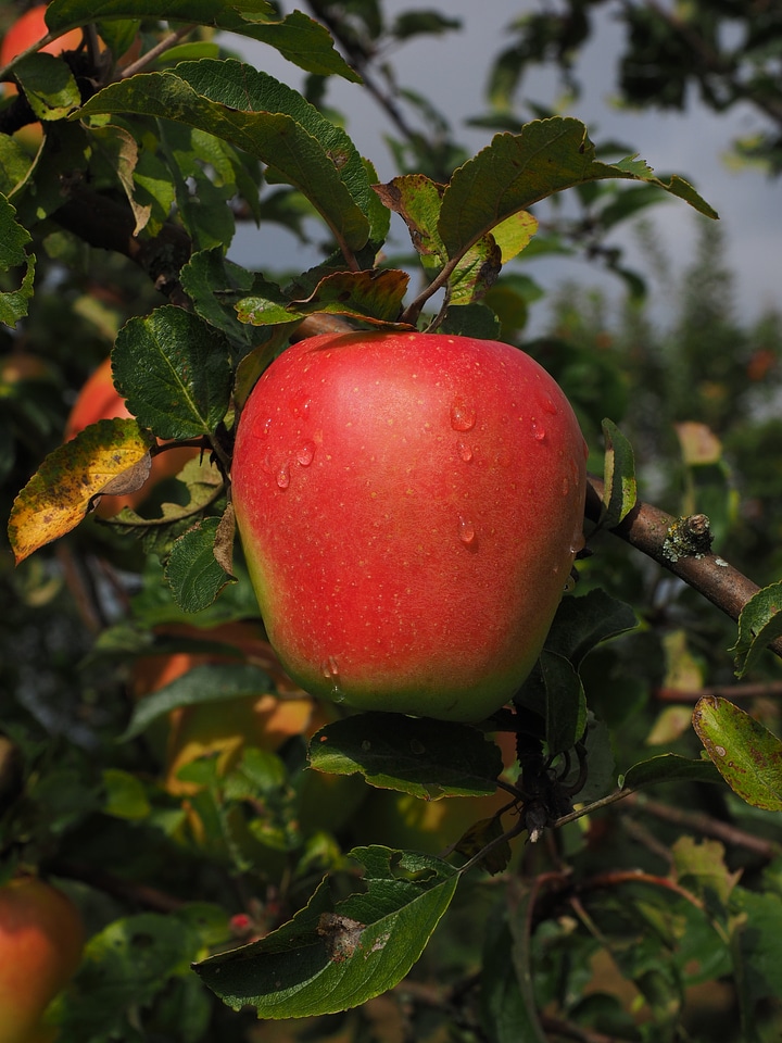 Fresh apple tree healthy