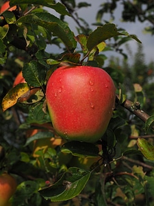 Fresh apple tree healthy photo