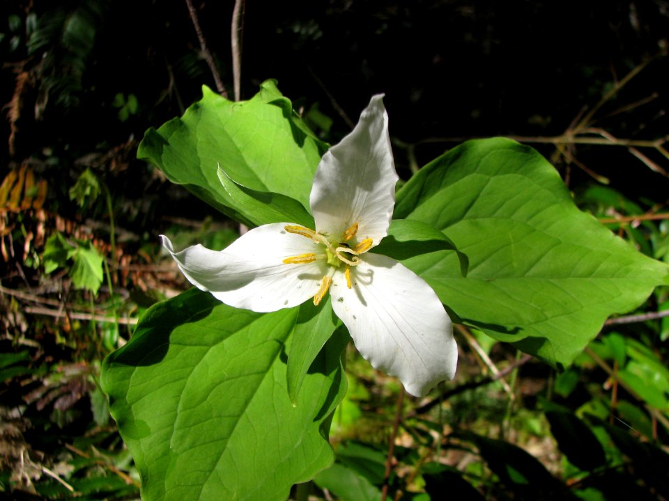 Trillium, Brown Creek Nature Trail, Olympic National Forest.