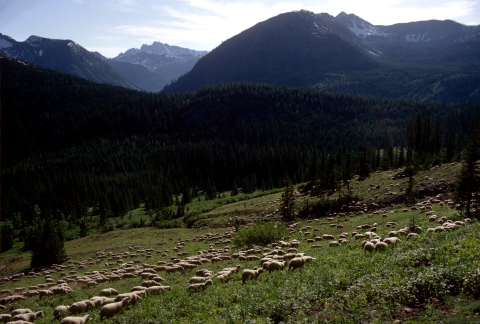 569 Sheep band near Harts Pass, Okanogan Nat'l Forest  1968