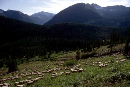 569 Sheep band near Harts Pass, Okanogan Nat'l Forest  1968