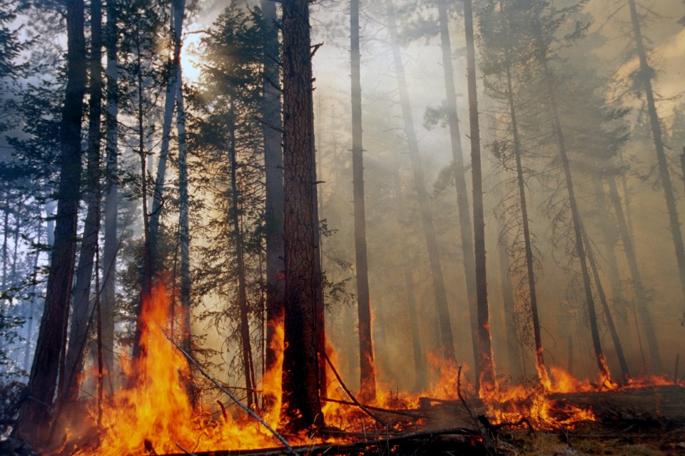 491 Prescribed fire burn, Colville National Forest