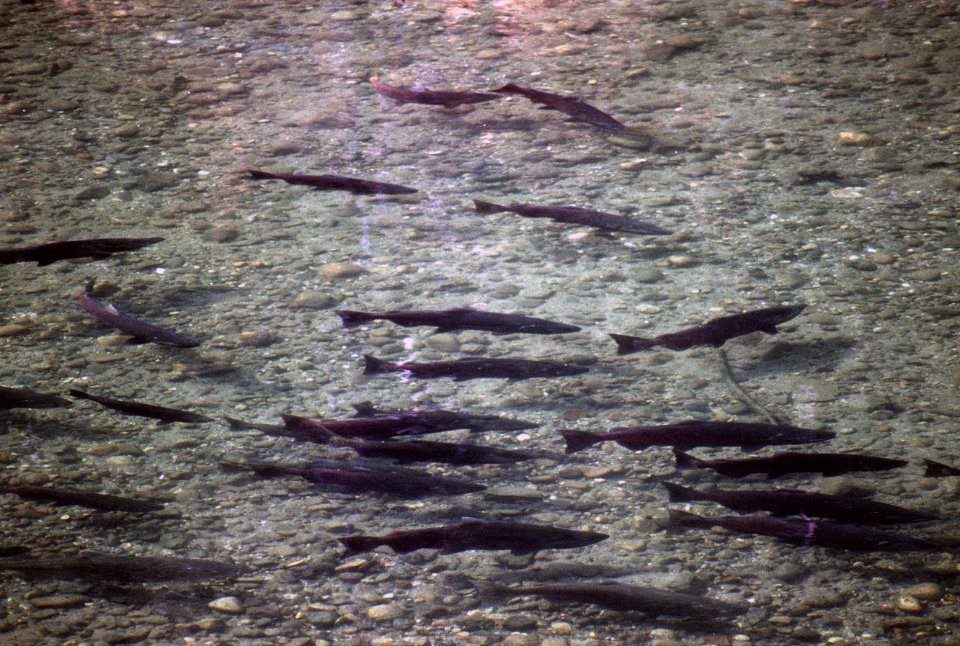 Salmon spawning, fisheries-2.jpg