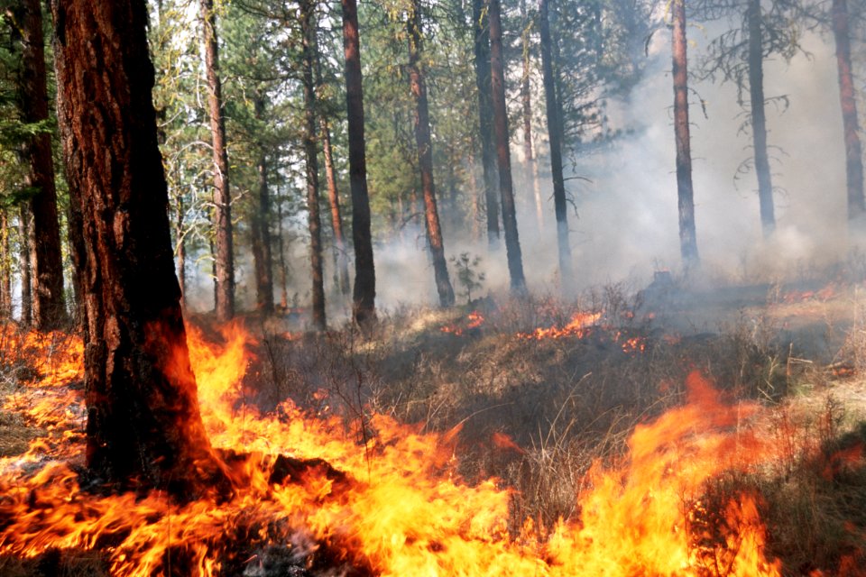 487 Prescribed fire burn, Colville National Forest