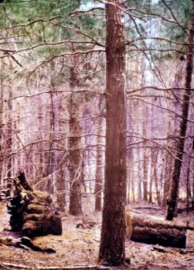 203851 Fast Growing Forest, Falls City, OR