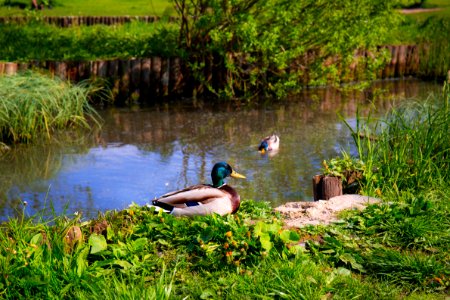 Wild ducks in a pond photo