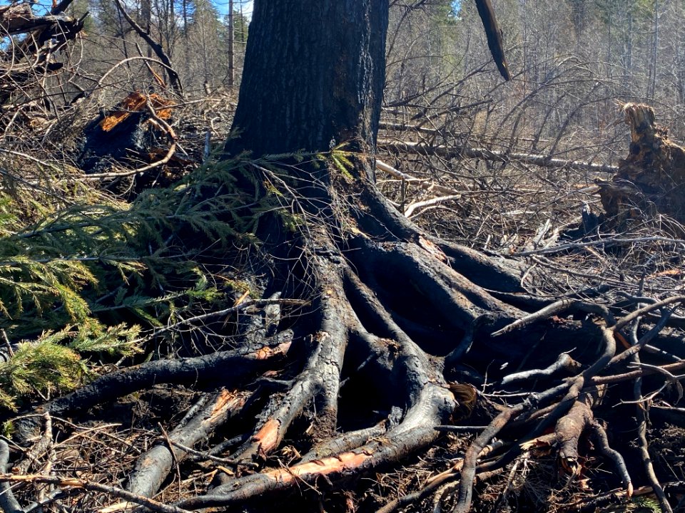 Compromised tree roots