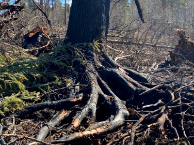 Compromised tree roots