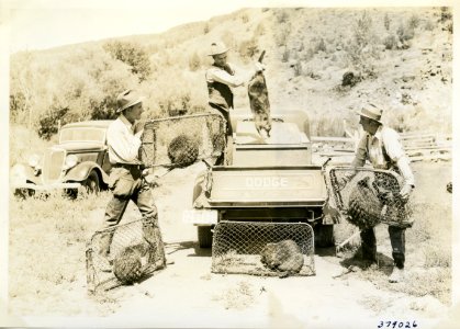 1936 Ochoco 08 25 Beaver 005
