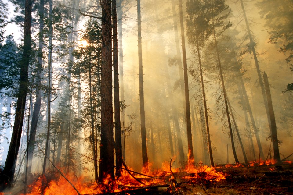 465 Prescribed fire burn, Colville National Forest