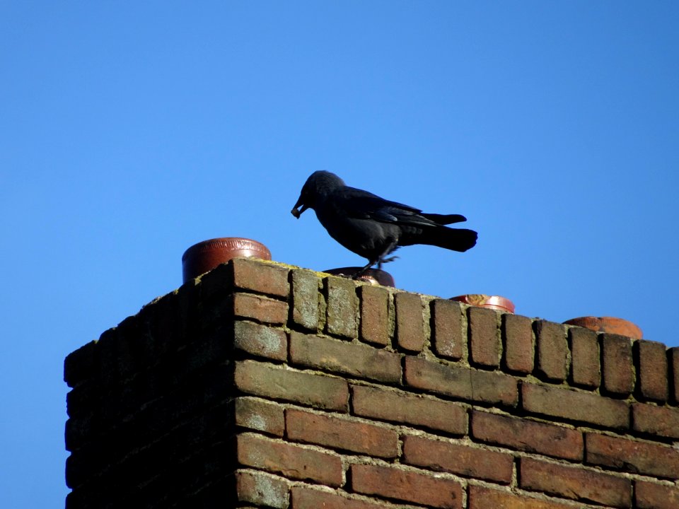 Crow on chimney