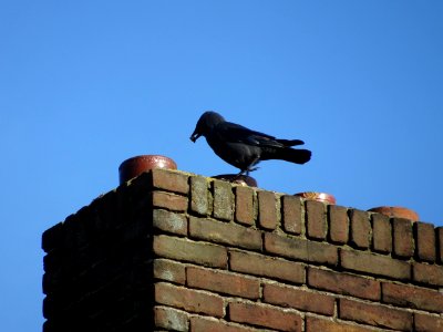 Crow on chimney photo