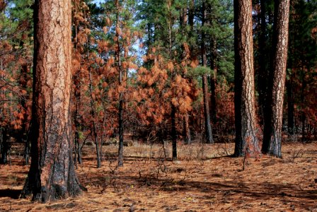 529 prescribed fire effects, Ochoco National Forest photo