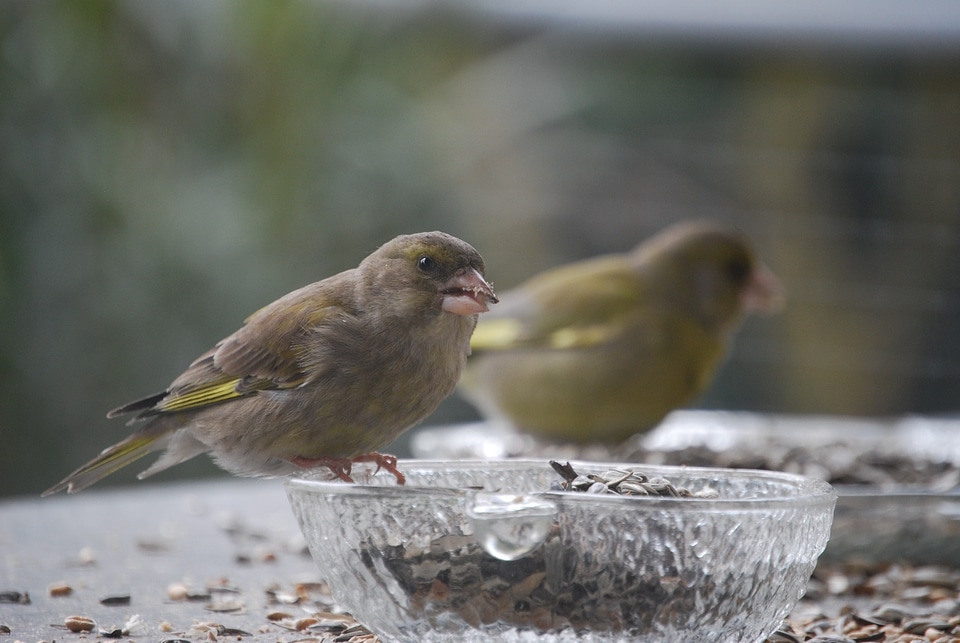 Bird feeding birds feeding