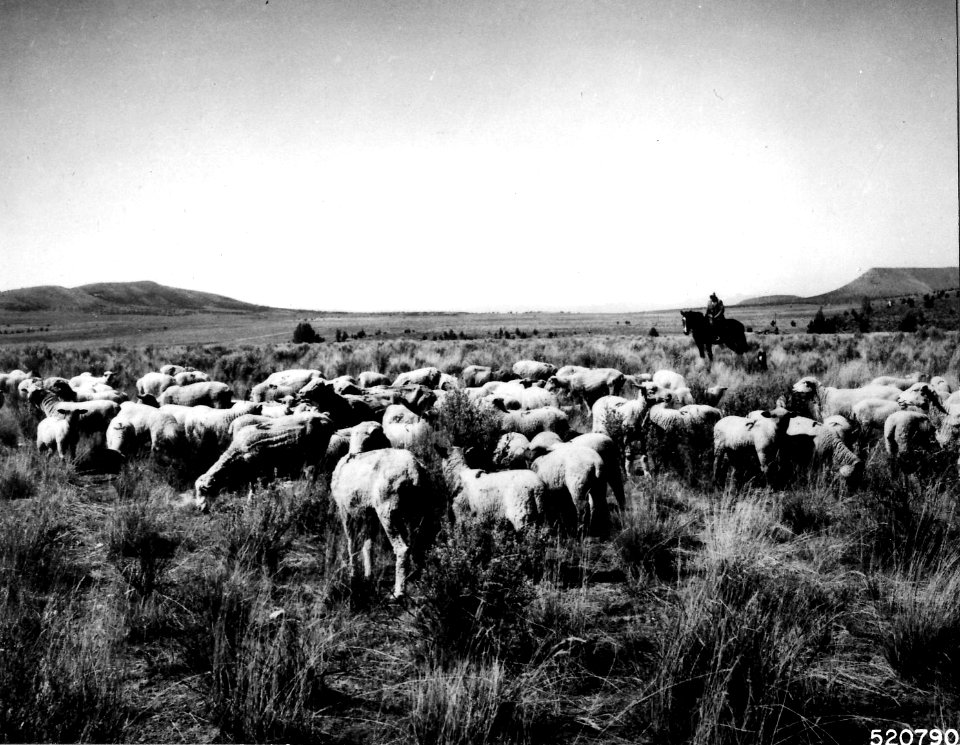 520790 Sheep on Crooked River NG, Ochoco NF, OR 1964