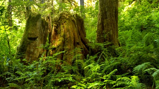 East Bank Baker Lake Trail, Mt. Baker-Snoqualmie National Forest