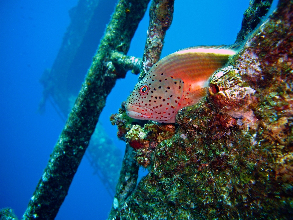 Wreck water underwater world