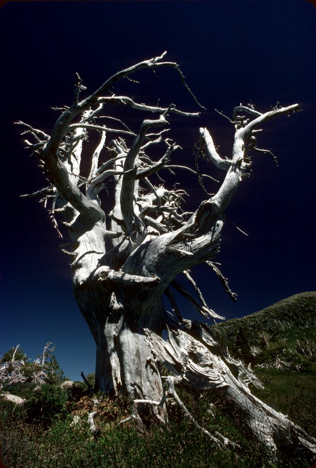 Mt Hood National Forest,white bark pine snag.jpg