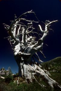 Mt Hood National Forest,white bark pine snag.jpg photo