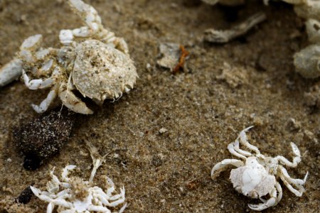 Crabs on the beach photo