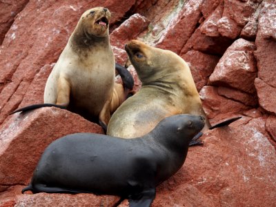 Seals on rock photo