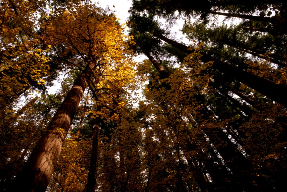 Mt Hood National Forest,  old growth forest canopy , fall color.jpg