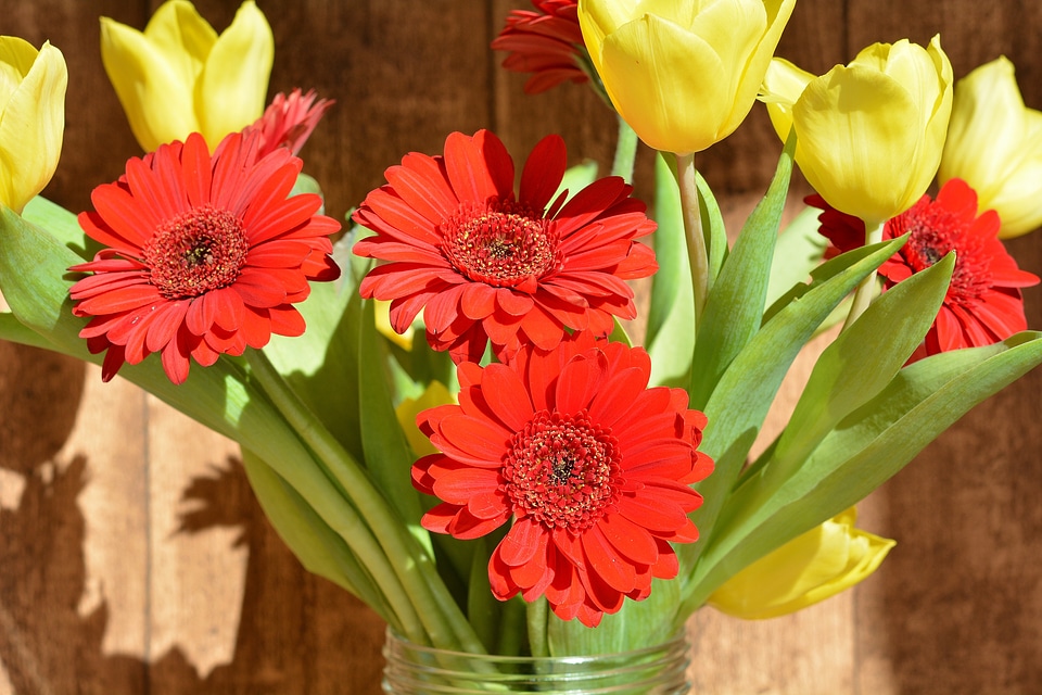 Cut flowers spring flowers yellow flowers photo