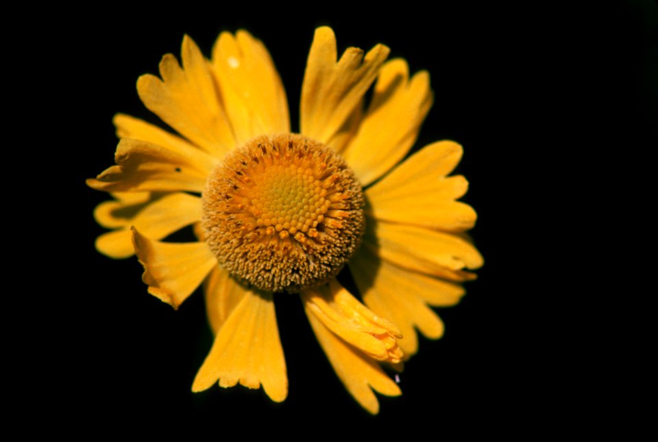 Shasta Daisy Close-Up.jpg