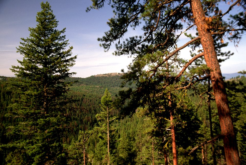 Lodgepole Pine Forest, Colville National Forest