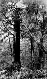 424110 Fighting a Snag Fire, Olympic NF, Washington 1915 photo