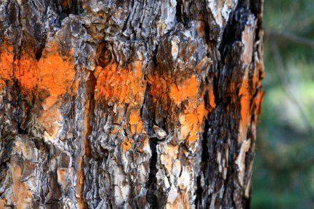 Greater La Pine Basin Cohesive Strategy Project