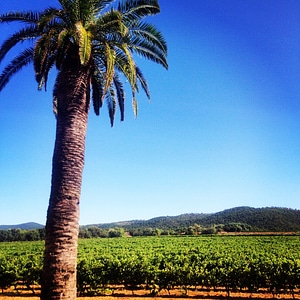 South france tree