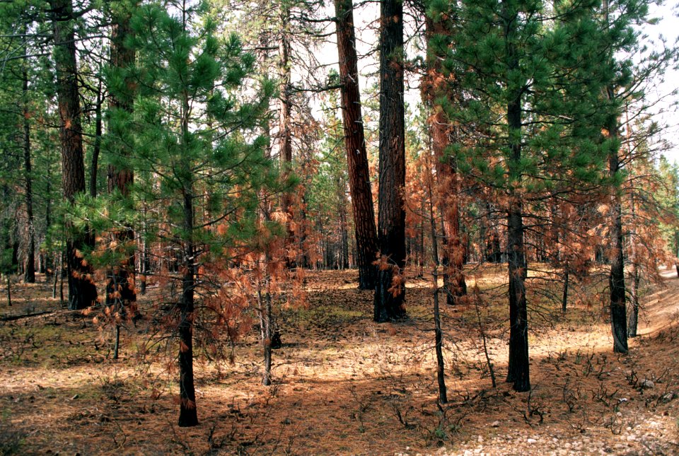 512 Prescribed fire treated stand, Fremont-Winema National Forest