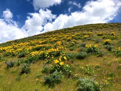 201905 CRGNSA Lyle Cherry Orchard with wildflowers in bloom
