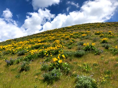 201905 CRGNSA Lyle Cherry Orchard with wildflowers in bloom photo