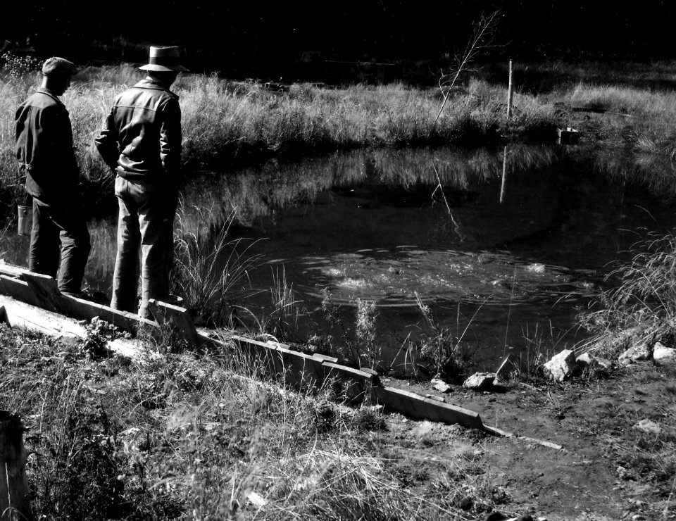 251932 Feeding Fish at Oregon Trout Farm, Canyon City, OR c1930.jpg