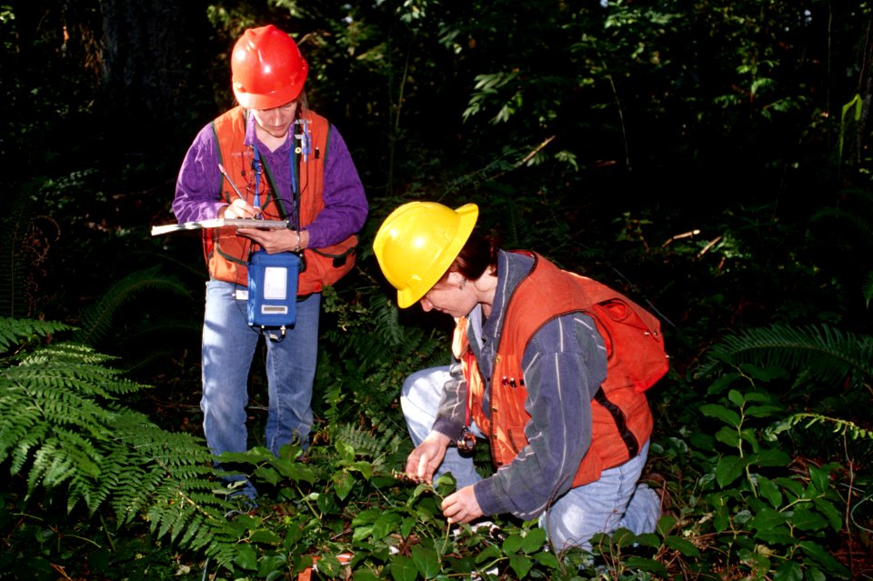 Forest inventory crew.jpg