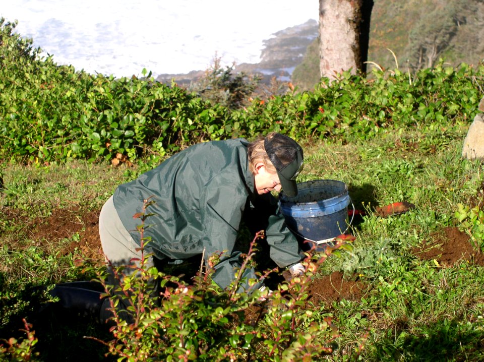 Plantings at Devils Churn, Cape Perpetua, Siuslaw National Forest