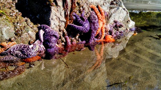 Purple and orange seastars along the Pacific Northwest Trail in Olympic National Park's Wilderness Coast photo