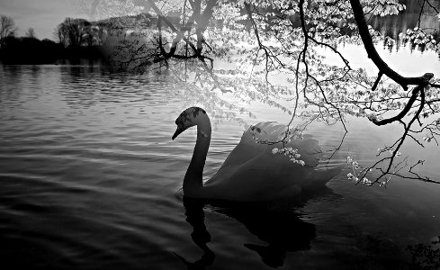 my swan photo