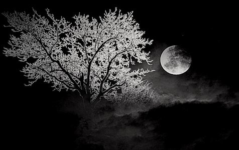 moonlight tree