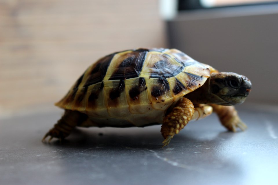 Turtle