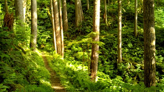 Ferns and verdant splendor on the East Bank Baker Lake Trail, Mt. Baker-Snoqualmie National Forest