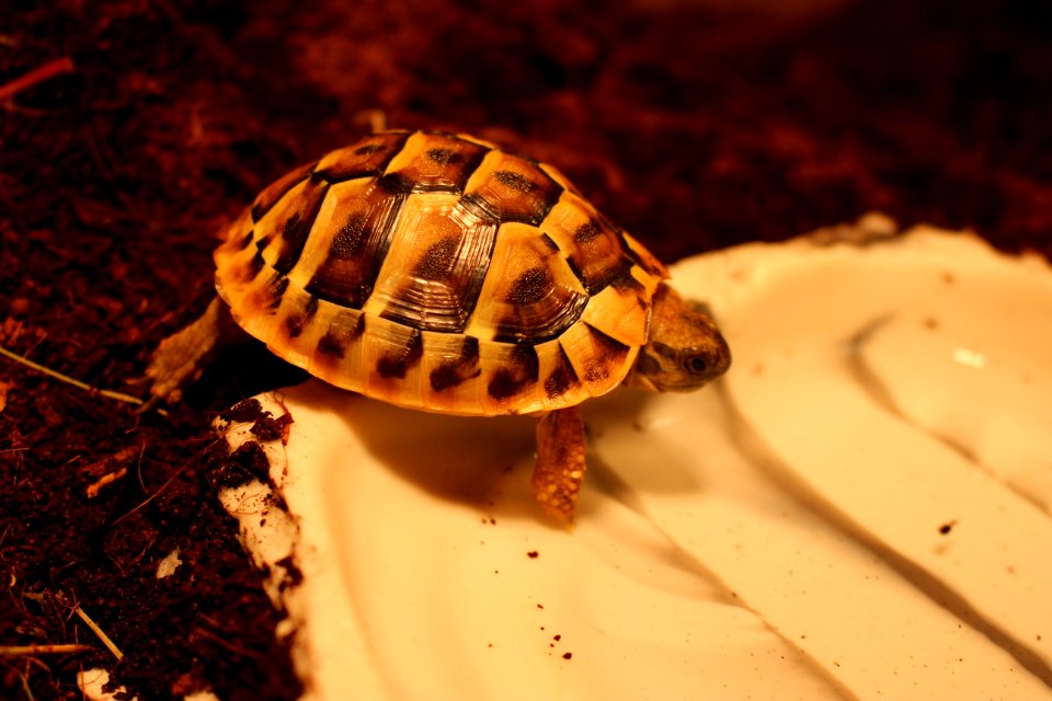 Turtle